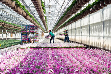 Plant wholesaler near Thurmont has big-name clients