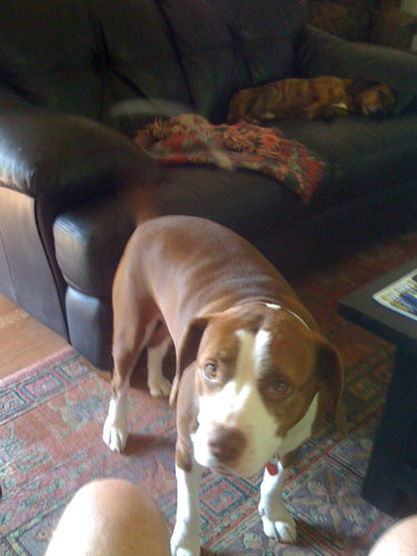 Blog: Bad owners make bad dogs – it’s a matter of fact
