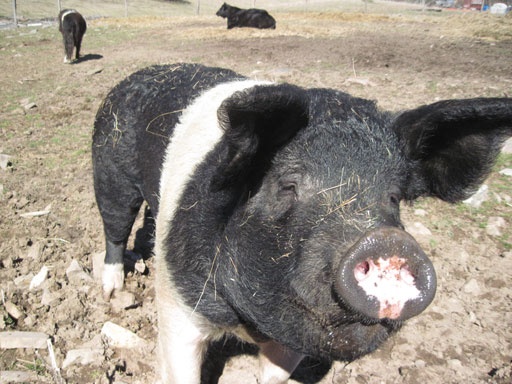 County fairgoers urged to be cautious around animals