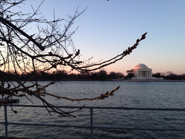 What are the peak bloom dates for D.C.’s cherry trees?