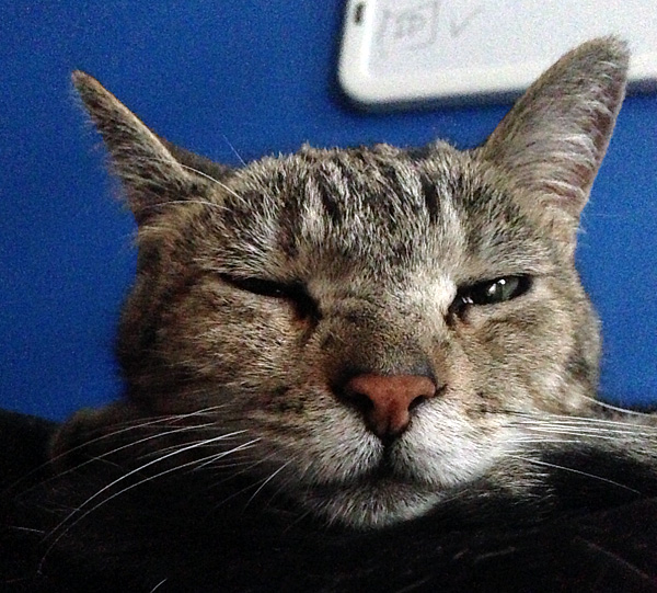 Cheap pets: Companionship on a budget