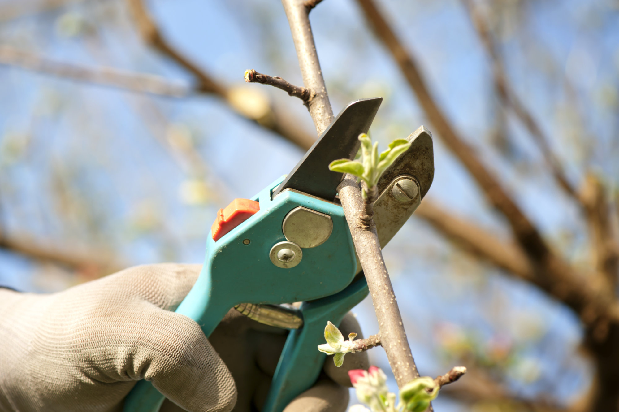 Garden Plot: Why you should stop pruning