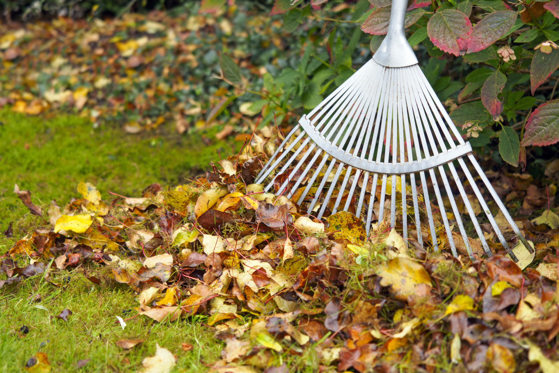 How to keep cats clear of your garden and start using fallen leaves