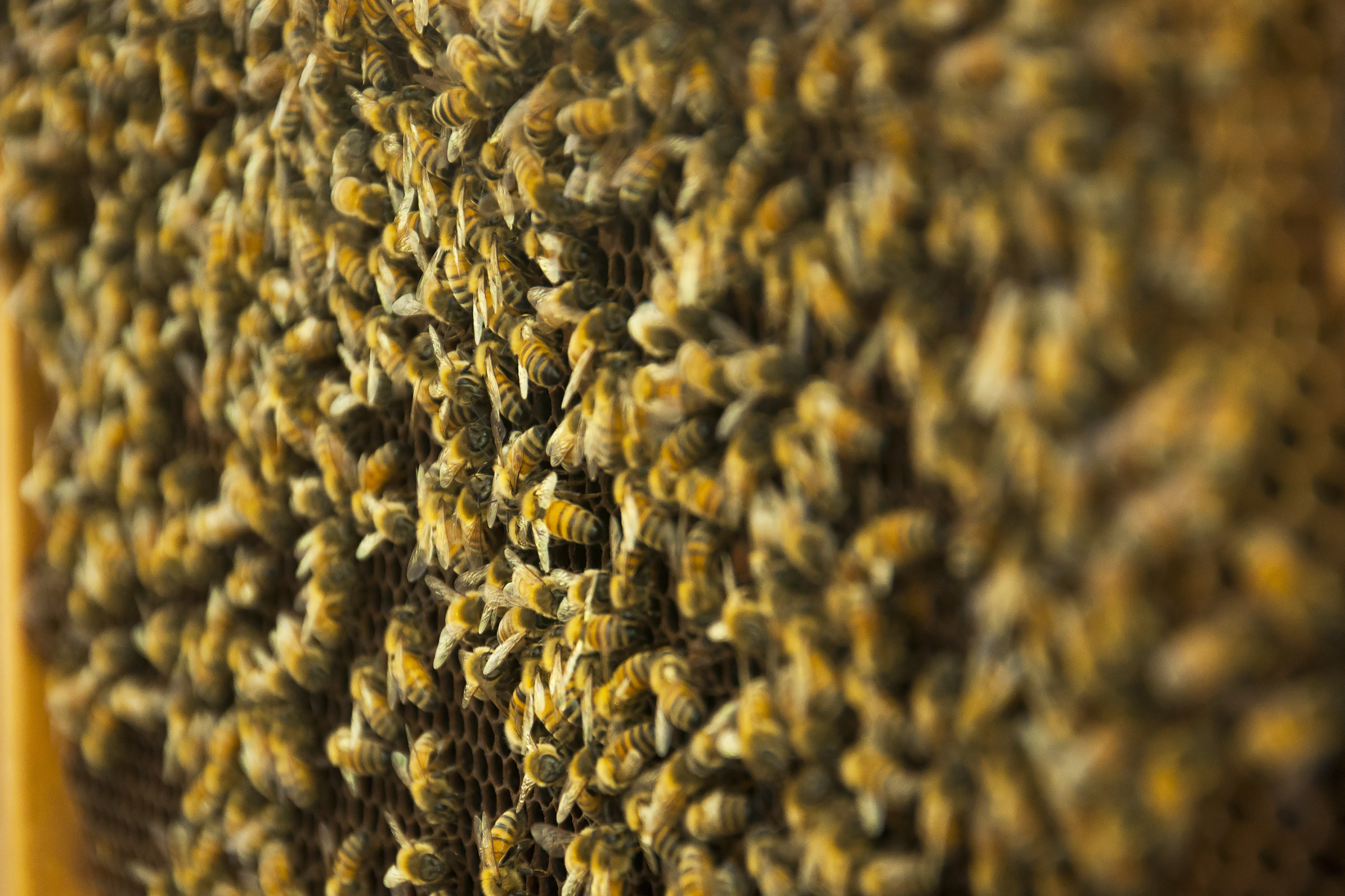 Are bees digging holes in a Md. lawn? It might be something better