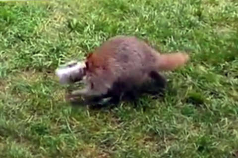 Watch: Raccoon stuck in a jam with head in peanut butter jar