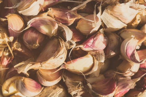 Ward off evil squirrels, take care of good birds and harvest great garlic