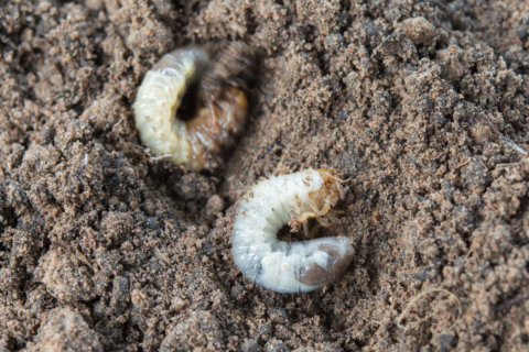 Garden Plot: How to deal with moles and grubs in your backyard