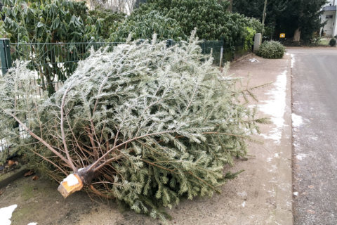 Garden Plot: How to recycle cut Christmas trees