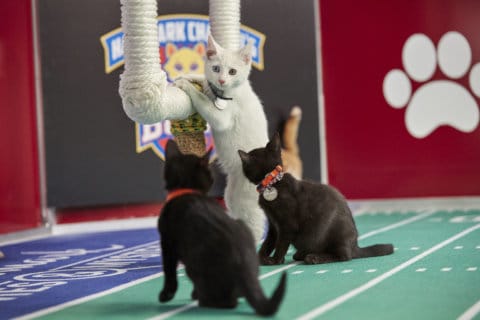 Meet DC area ‘cat-letes’ that will play in Sunday’s Kitten Bowl