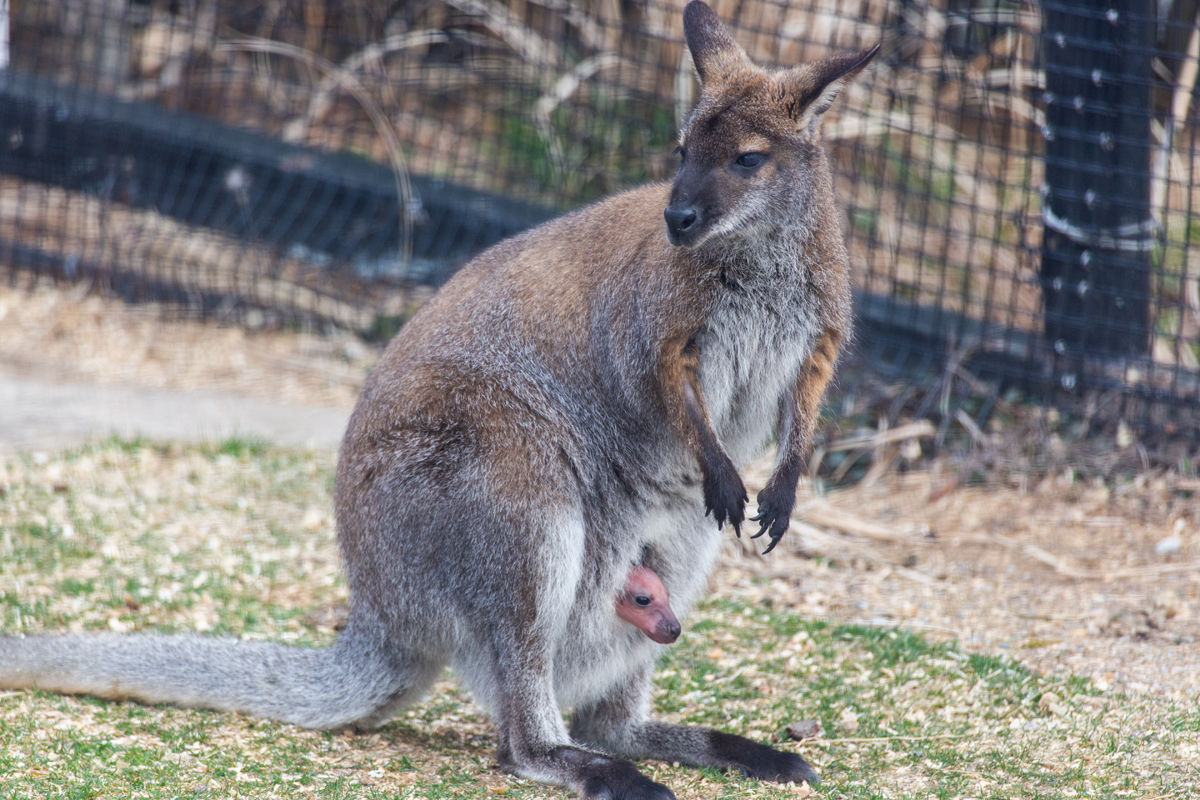 His birth date is unknown but zookeepers guess his age is around five months. (Courtesy Roshan Patel/Smithsonian Zoo)