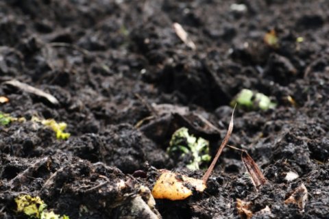 Garden Plot: The dirty little secret of compost