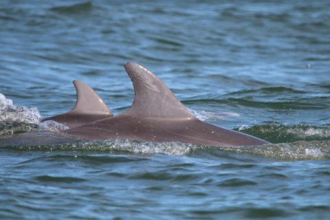 Chesapeake Bay expert says more dolphin sightings means bay is recovering