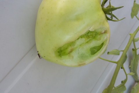Garden Plot: What’s been eating the tomatoes?