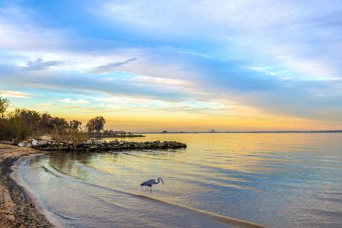 Chesapeake Bay resort guests want to ‘get back to feeling normal’
