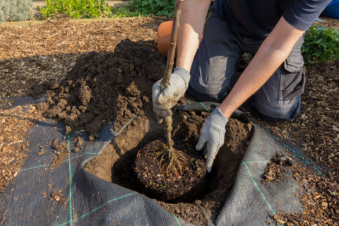 Garden Plot: Tree planting and leaves on the lawn