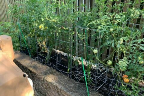 Maryland family’s quarantine garden is thriving, so they’re giving away free produce
