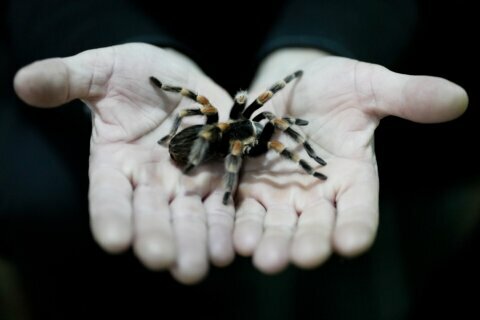 Loudoun Co. considering ban on exotic, venomous animals