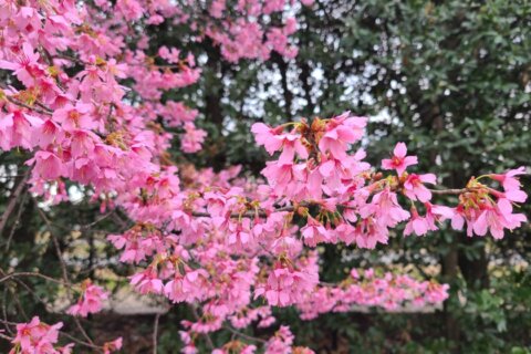 2022 Cherry Blossom Festival: Everything you need to know