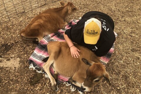 Need to relax? Consider cuddling with a cow in Ellicott City