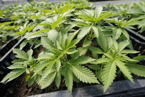 Maryland Senate OKs bill that limits how counties ‘unduly burden cannabis businesses’