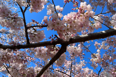 FAQ: What you need to know about the 2024 National Cherry Blossom Festival