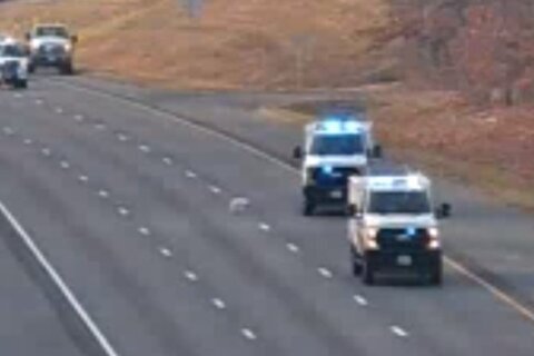 ‘This dog is fast’: Loose pup caught after shutting down I-95 lanes in Va.