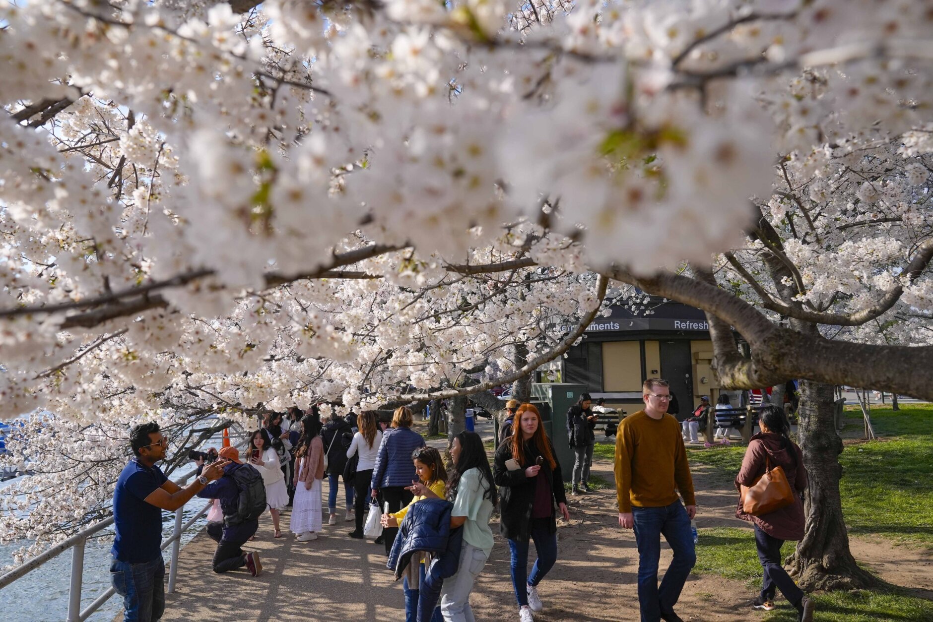 Cherry Blossoms Washington