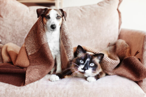 DC Council member proposes ‘ambitious’ pets in housing bill