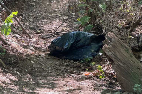 Construction company and contractor Webber responsible for dumping bear carcass in Arlington