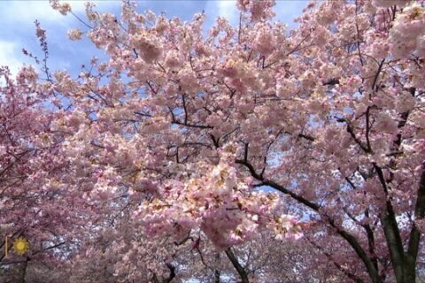 See pictures of cherry blossom trees near peak bloom in DC