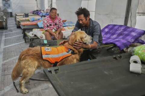 Worried families and search dogs bond during the long days of rescue effort at Bangkok collapse