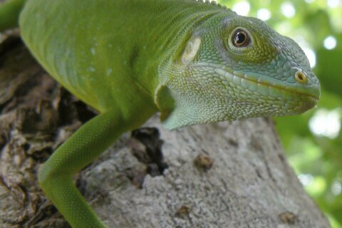 Iguanas likely crossed the Pacific millions of years ago on a record-setting rafting trip
