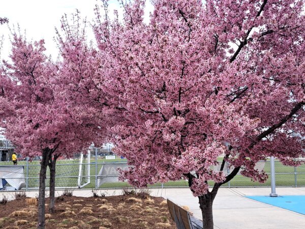 cherry trees in bloom