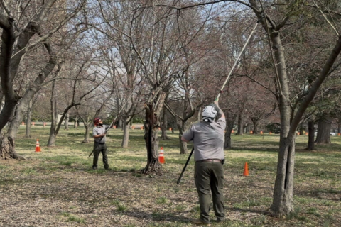 One final trim for DC’s cherry blossom trees