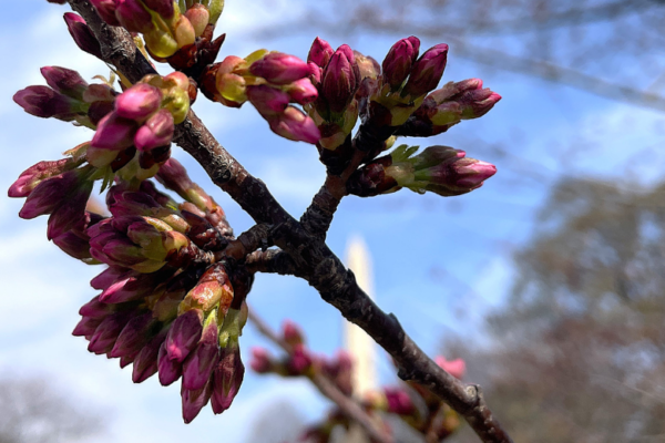 The cherry blossoms have reached stage four on their way to peak bloom