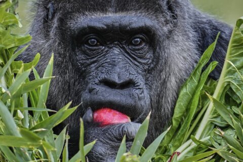 Fatou, the world’s oldest gorilla in a zoo, is celebrating her 68th birthday in Berlin