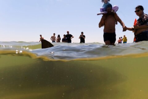 Sharks drew crowds who swam with them off Israel’s coast — until one man disappeared