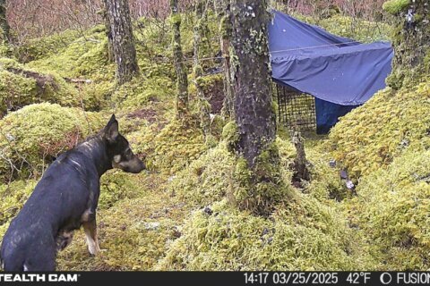 Cheeseburgers and chicken so far fail to entice a rescue dog who’s spent weeks on the run in Alaska