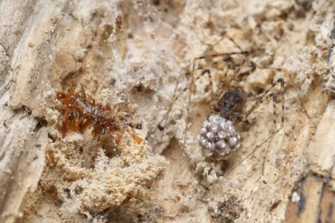 A carnivorous ‘bone collector’ caterpillar dresses in the remains of its prey