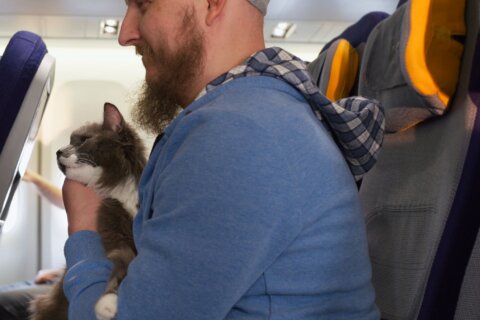 Growing travel with pets, including trips centered around them, boosts demand for pet travel insurance