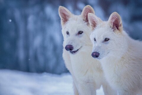 Scientists genetically engineer wolves with white hair and muscular jaws like the extinct dire wolf
