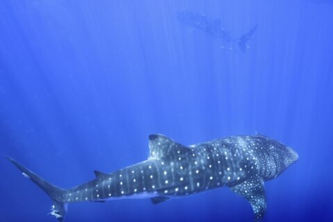 Where do whale sharks mate? The search to learn where the magic happens for the world’s biggest fish