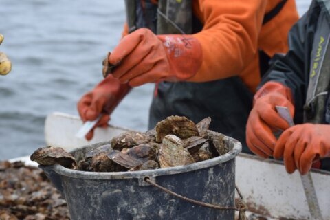 Chesapeake Bay oysters make major comeback, tripling in number over 20 years