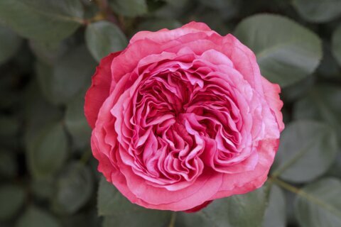 8 new varieties of rose plants to choose from as a Mother’s Day gift