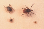 'We're in Lyme central': Maryland veterinarian warns pet owners about the threat of ticks