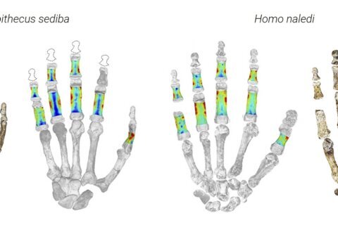 Early human ancestors used their hands to both climb trees and make tools, new study shows