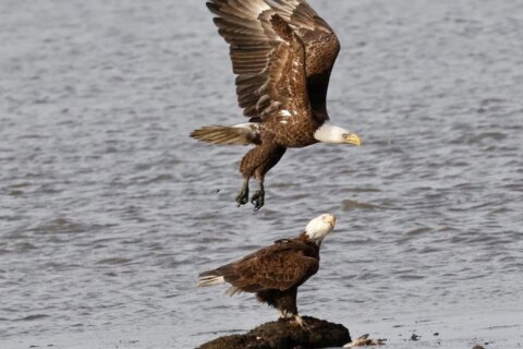Virginia man sentenced for killing birds of prey, including a bald eagle