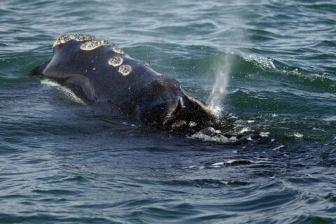 Endangered whales gave birth to few babies this year as population declines