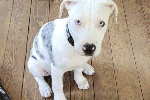 Jury finds New Orleans police officer who shot and killed puppy violated rights but has immunity