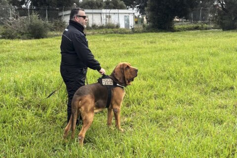 Italy outraged at killing of police bloodhound, found dead after eating food laced with nails